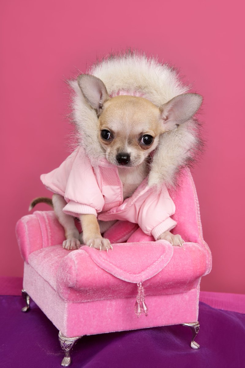 BrickellMag's tweet photo. Find out what it takes to make your pet a star! #BrickellMag https://t.co/6AEGM50bhA https://t.co/XZhNRkMMGi
