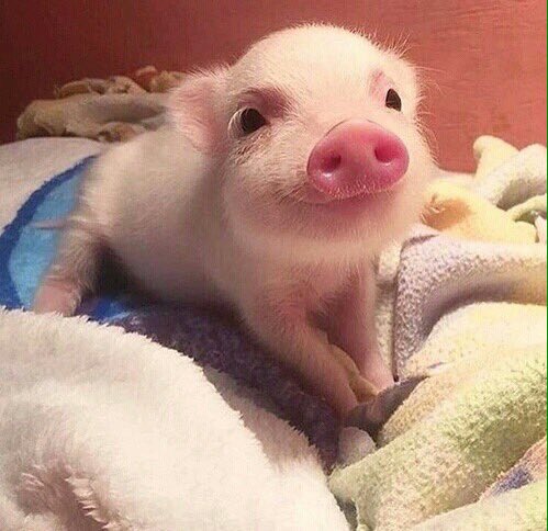 just cute pigs justcutepigs twitter