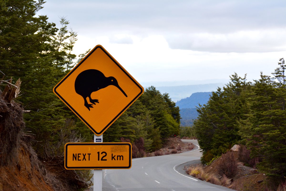BucknellAbroad's tweet photo. Nick Barpoulis sees Kiwi Crossings while touring Tongariro National Park while abroad in Christchurch, New Zealand https://t.co/cuAFJo7d5g