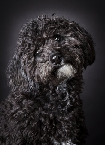 Pets_Mag's tweet photo. Why we're backing @KCLovesDogs on the registration of #DesignerDogs https://t.co/tNPf1kRbQ4 #DogRegister https://t.co/2V1ZPLYJRm