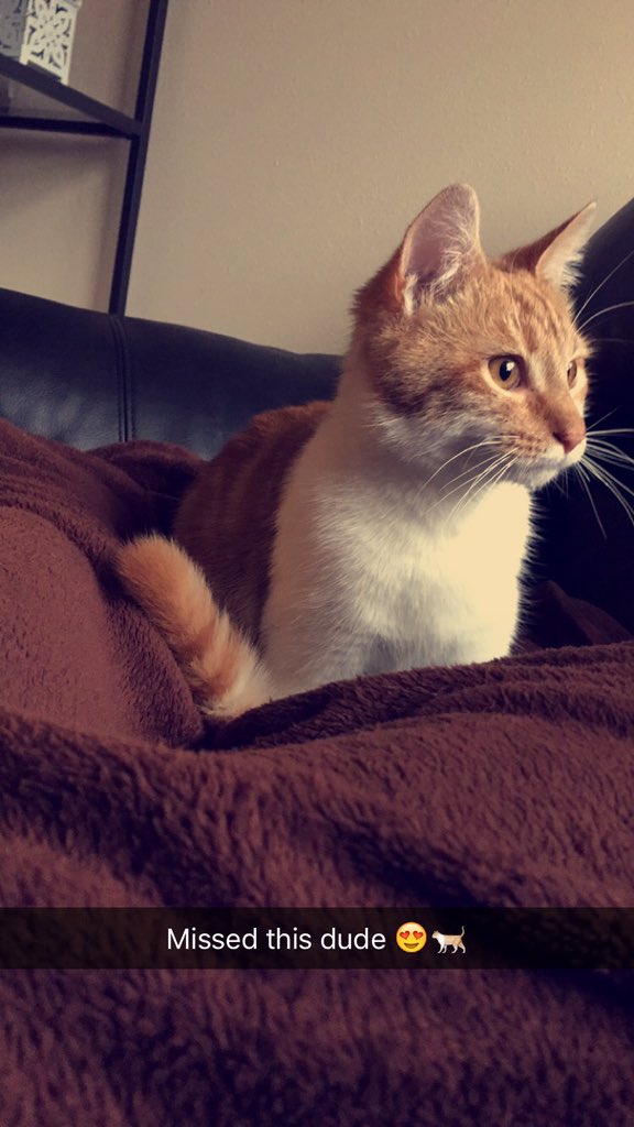 Michael_Braatz's tweet photo. This guy loves to sit with me every morning and watch @JoeyGraceffa over my shoulder 🐈 https://t.co/BuEV1gHOyr