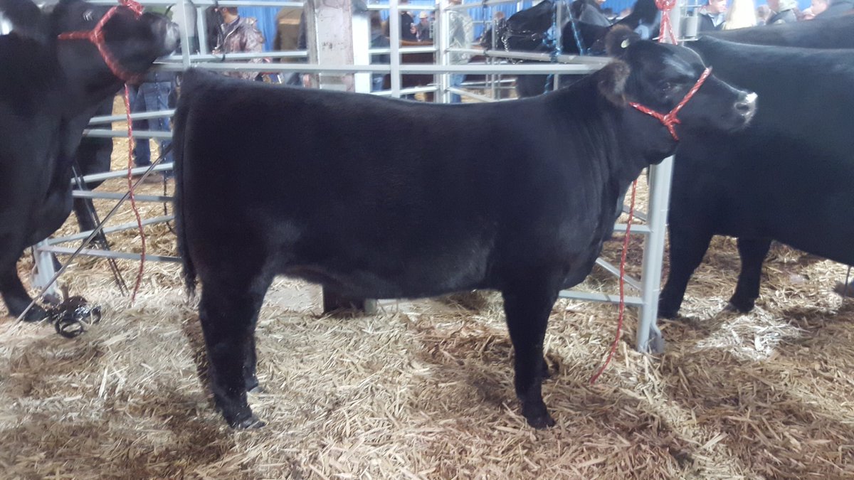 NYKCattle's tweet photo. Big thank you to Twisted Sisters Livestock of Lloydminster, AB for purchasing NYK MARY KT 18C at #cwa15 https://t.co/RN6otvqO30