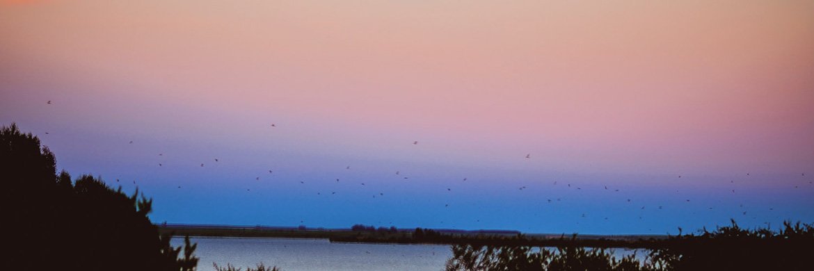 Rangers_Hunting's tweet photo. Uruguay has become one of the main dove hunting places in Latin America.

https://t.co/AB6dFtgNdK https://t.co/jWy5e6GtXy