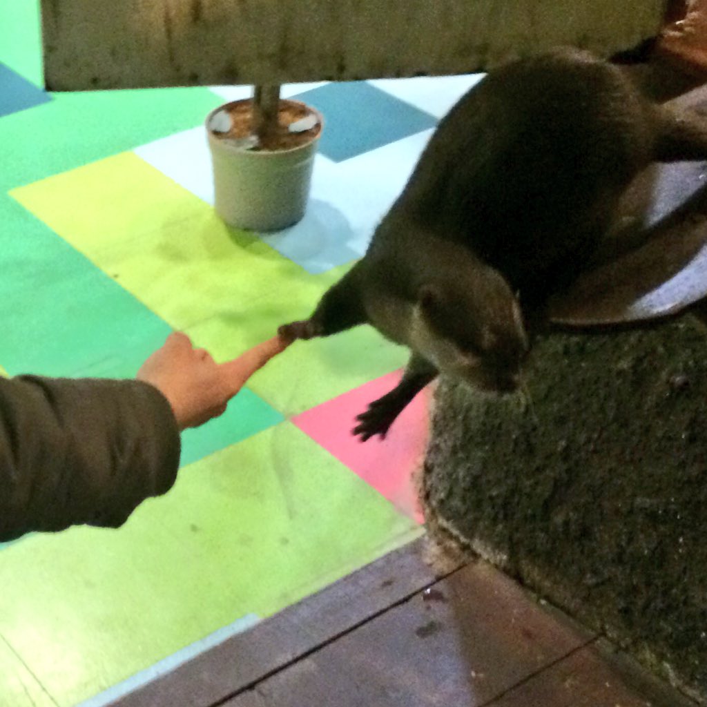 otterku's tweet photo. 会長です。ひら���たパークのタスケくんと握手をしてきました。
非常に積極的ににぎにぎしてくれましたが目線はつねに明後日の方向や飼育員さんの餌のほうを向いていました。
次はタスケくんと見つめ合いながらの握手が目標です。 https://t.co/7SMbyC9i7g