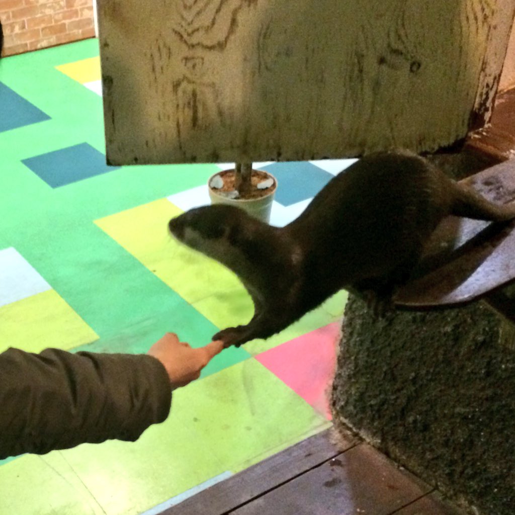 otterku's tweet photo. 会長です。ひら���たパークのタスケくんと握手をしてきました。
非常に積極的ににぎにぎしてくれましたが目線はつねに明後日の方向や飼育員さんの餌のほうを向いていました。
次はタスケくんと見つめ合いながらの握手が目標です。 https://t.co/7SMbyC9i7g