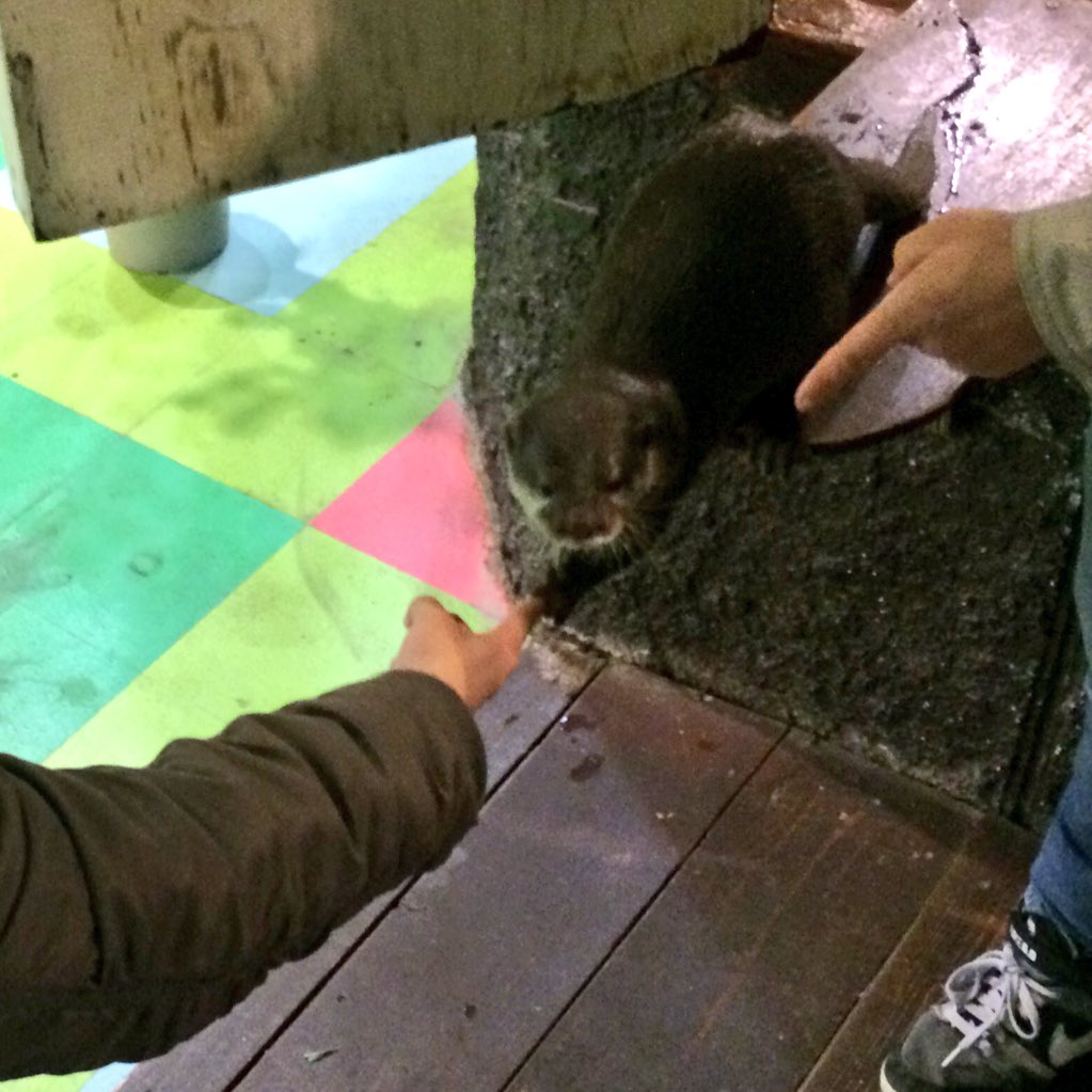 otterku's tweet photo. 会長です。ひら���たパークのタスケくんと握手をしてきました。
非常に積極的ににぎにぎしてくれましたが目線はつねに明後日の方向や飼育員さんの餌のほうを向いていました。
次はタスケくんと見つめ合いながらの握手が目標です。 https://t.co/7SMbyC9i7g