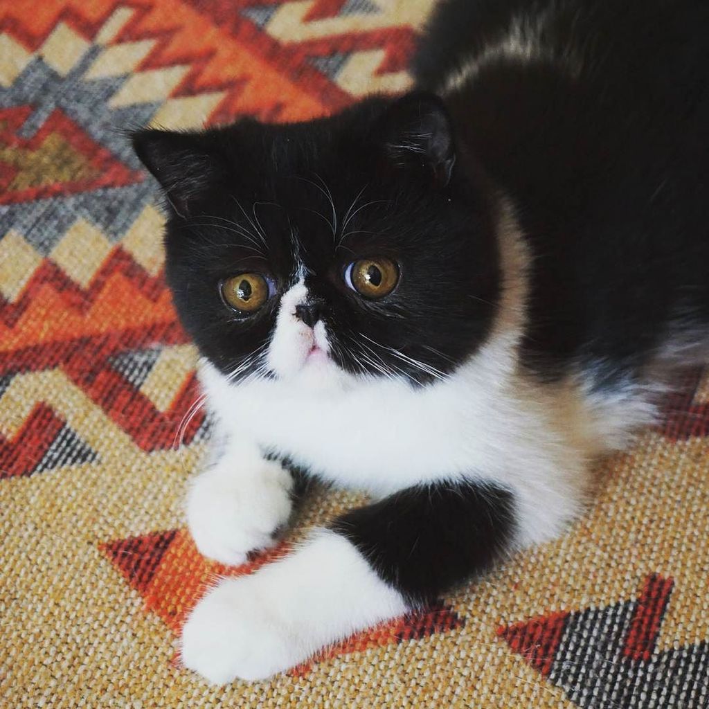 wafflerica's tweet photo. That face! 💓 #egbertcat #catsofinstagram #exoticshorthair https://t.co/BgmjoZOo1X https://t.co/1QLWciHgP8