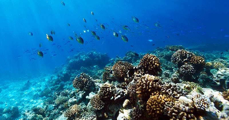 PADI's tweet photo. 5 Marine World Heritage Listed Sites recognized for providing "outstanding universal value" https://t.co/hEoWojkAvT https://t.co/3lu3yqN1s6