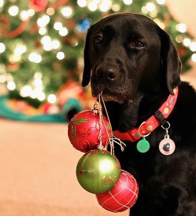 Juanalop86's tweet photo. RT RT DankroftK9: 🌟CUIDADO CON LOS ADORNOS 🎄
https://t.co/ilnX2JbSfe #dankrofttips #mascotas #navidad #cuidadosca… https://t.co/RxP269KthR