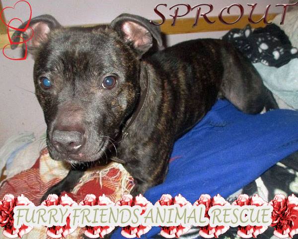 Sprout Nds a home NOW he is suffering W MJ ear (look V closely) He's a BRILLIANT boy @FurryFriendsAni Adrs@aol.com