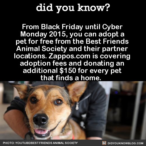 Huitaca's tweet photo. @ToreyKrug please RT help pets find a home. FREE nationwide https://t.co/DCUp5D6qCW #pawlidayz https://t.co/6jsjXLGor4