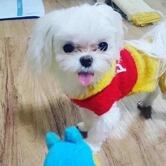 mark_honey1's tweet photo. [151230] #Youngjae #GOT7 update IG 메롱ㅋ #PapaCoco #CocoGot7 https://t.co/vmAp48EsD5