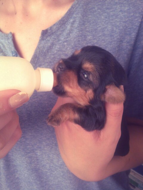 TashaNinja's tweet photo. As silly as it may sound, this puppies are really โfeedingโ my baby addiction. #TLCtime โก https://t.co/COkUikHARa