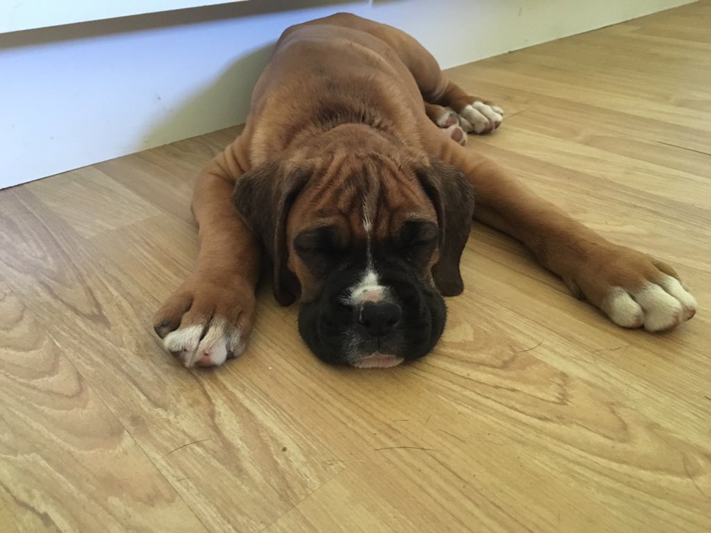 marelsb's tweet photo. Meet Bone Basson, the latest addition to the Basson family. @BassonBertus https://t.co/SufmAmn3ok