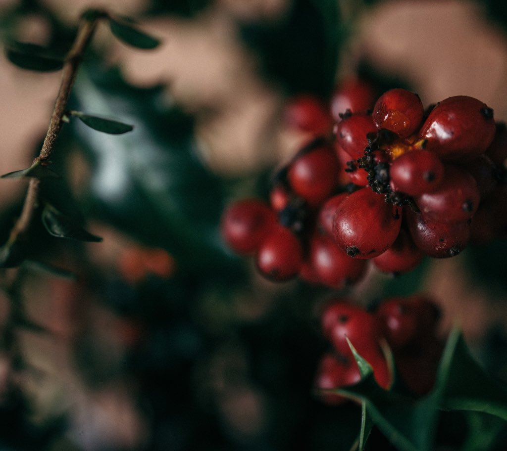 Our wild decorations have been foraged. Tomorrow we will deck the halls! #christmasiscoming