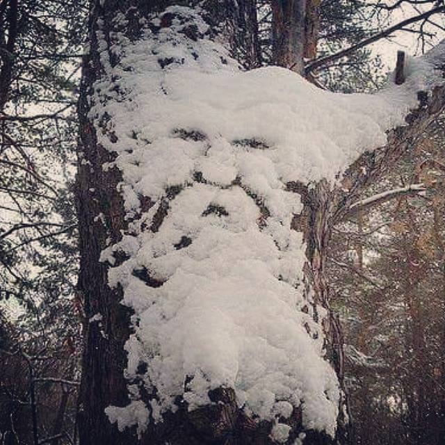 KeithMarler's tweet photo. Old Man MN Winter comes a'callin' today! (pic from last spring courtesy of Larry Carlson-but it works for me today!) https://t.co/WCiQD8nRri