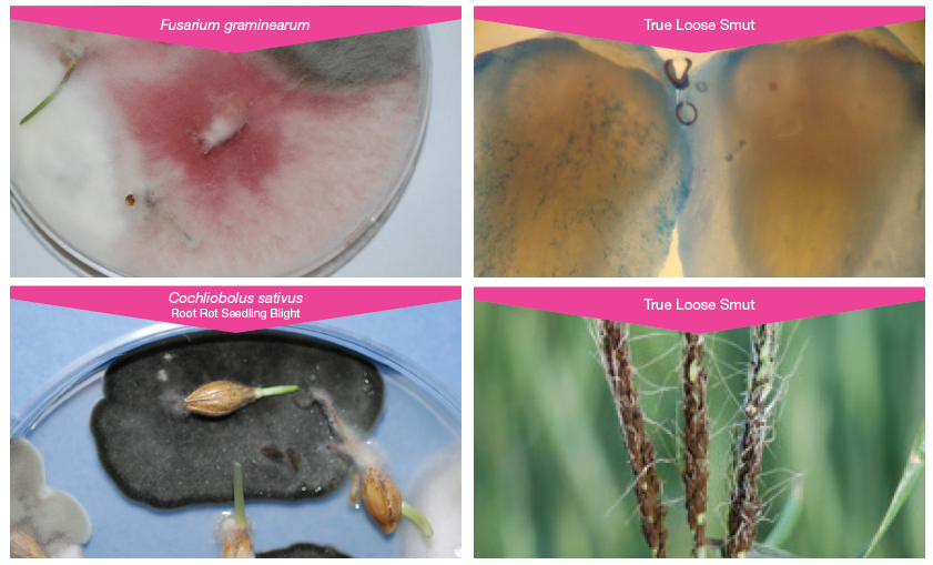 Not all diseases are equal. The ones shown here will lead to reduced plant population and yield #RaxilPRO