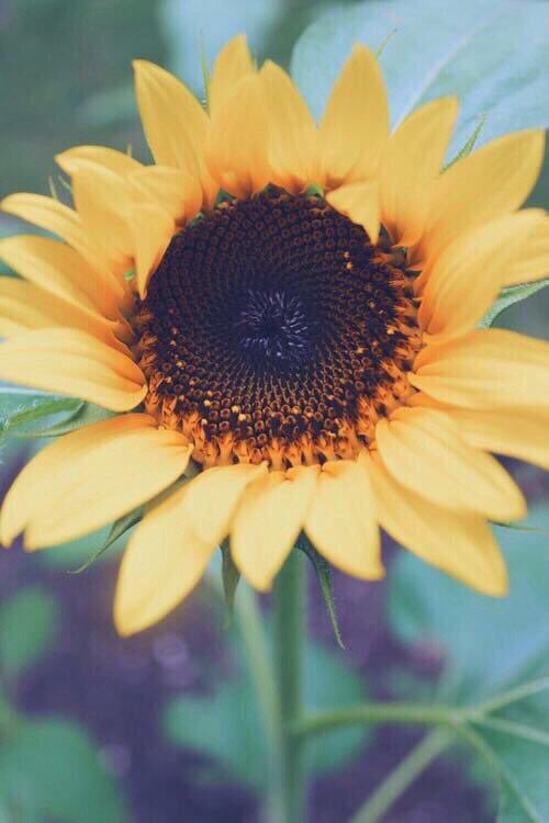 Wuonho's tweet photo. #menfesto @Belo_Kyungsoo Happy Anniv to 1 Month baby :* https://t.co/1sAWhsRm8f