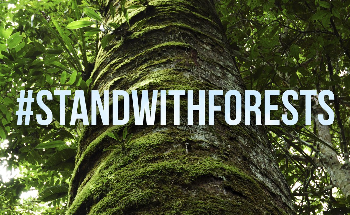 christensenfund's tweet photo. 1 billion people depend on #forests for food, shelter, and income. #StandWithForests #COP21 https://t.co/gfcfnjKEvI