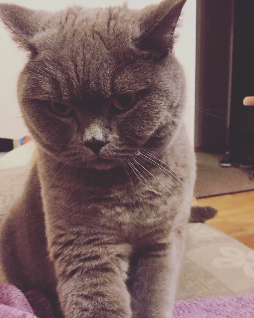 magda_siwik's tweet image. #PanKot 😻