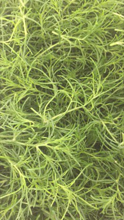 exportfreshpty's tweet photo. Japanese land seaweed fantastic quality https://t.co/2fwEPAscqP