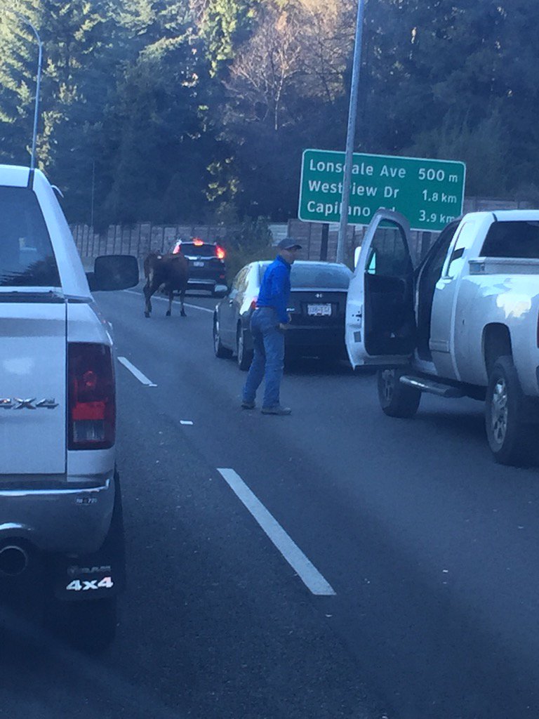 MSCM7's tweet photo. Commuting cow in North Vancouver #hwycow #cowonroad #vancouverfirst https://t.co/MO79RCDQvV