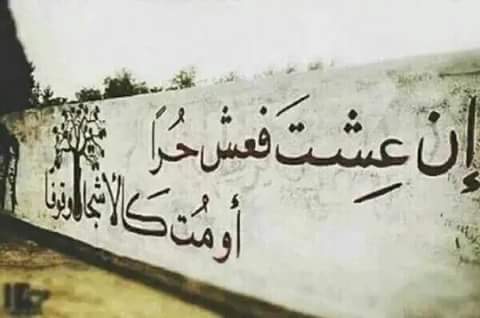 SemanurYuce's tweet image. #Gazze’de bir duvar yazısı; 
"Yaşayacaksan hür olarak yaşa,
Öleceksen Ağaçlar gibi dimdik öl...