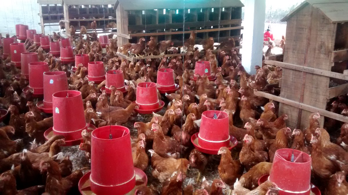 IsMs10's tweet photo. #IsMsNariño #MicrofranquiciaSolidaria Las Gaviotas Nariño ya cuenta con galpón para 600 gallinas https://t.co/NvTHOCJpwG