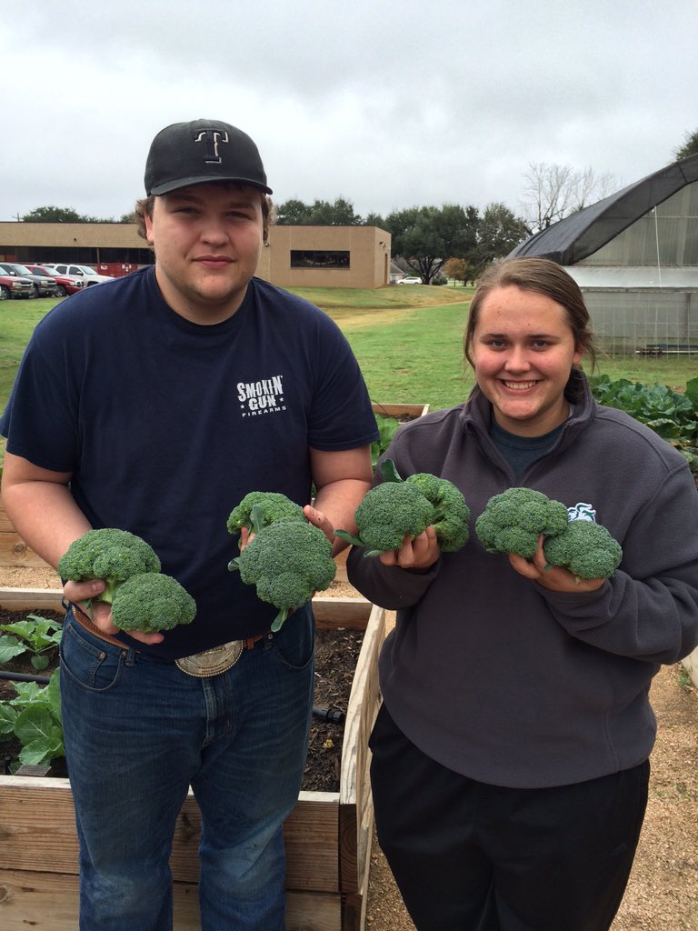 FranklinISD's tweet photo. Fresh broccoli grown by students in the ag garden. #FHSag https://t.co/4lmtOsQdoo