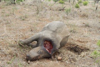 weareakashinga's tweet photo. 1 year old rhino calf savagely killed by poachers for 1 inch of horn. https://t.co/57cW1tdVo7 Help! #GivingTuesday https://t.co/3MpcgDyb9d