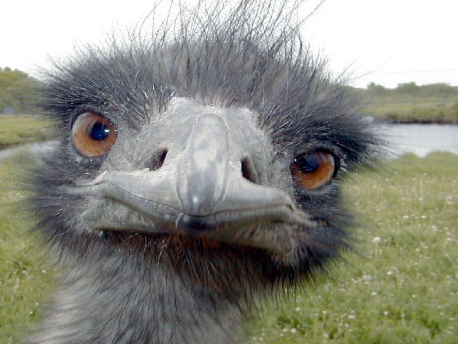 SickOfSteveShit's tweet photo. If an Emu eats a Turkey, is it cannibalism? https://t.co/FGFHR9Sf4Q