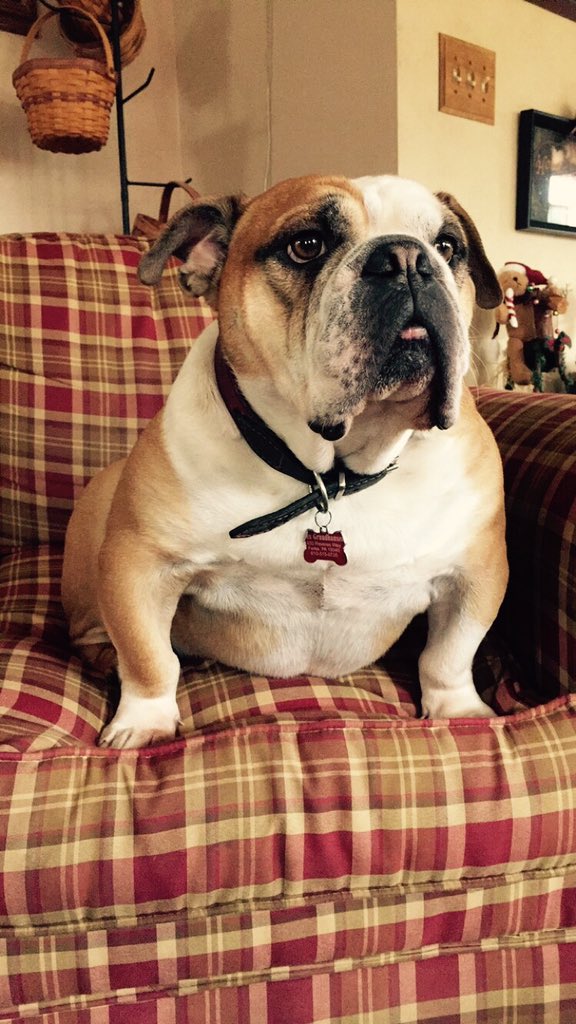 courtneyg_13's tweet photo. New mascot https://t.co/fgCzxbrYNR