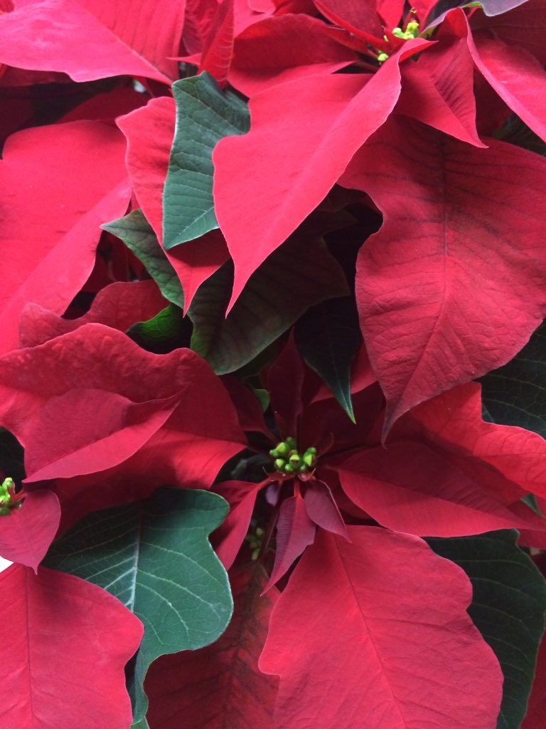 MandMFlorist's tweet photo. #poinsettias are in! https://t.co/xrNhF3uMVY