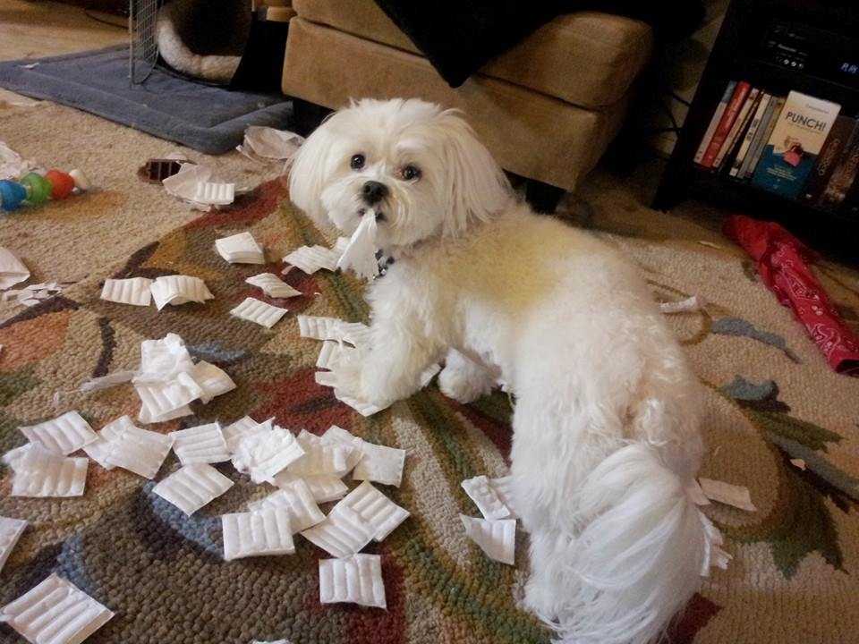 CuteOverload's tweet photo. You gonna use ALL those manicure pads there, Murphy? Just askin.' #STONECOLDBUSTED https://t.co/Fmp5D1yA9a