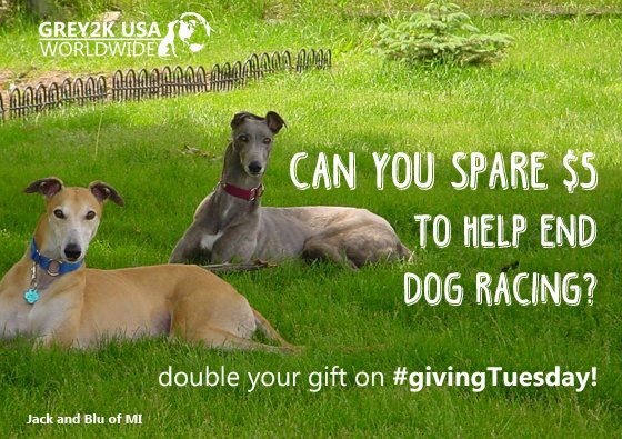 GREY2KUSA's tweet photo. Can you spare $5 and a RT to help end dog racing? https://t.co/uMy2EA2m9U   #givingTuesday https://t.co/cDO7wfTFyL