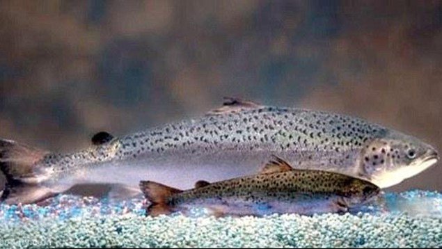 Enviro group shows hypocritical, anti-#science side on #GMOP #salmon issue #aquaculture salmonfarmscience.com/2015/11/30/env…