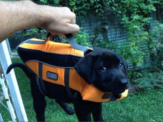 StumblerVideos's tweet image. This briefcase contains important lab results