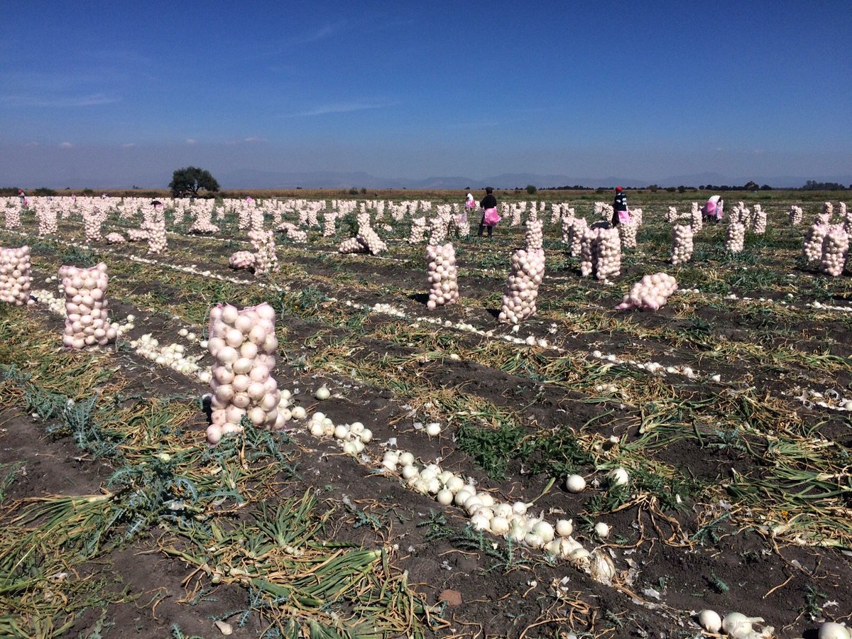 Cebollas con Ecotk Mb y Ecotk 76 promedio de 56:Tons por ha
