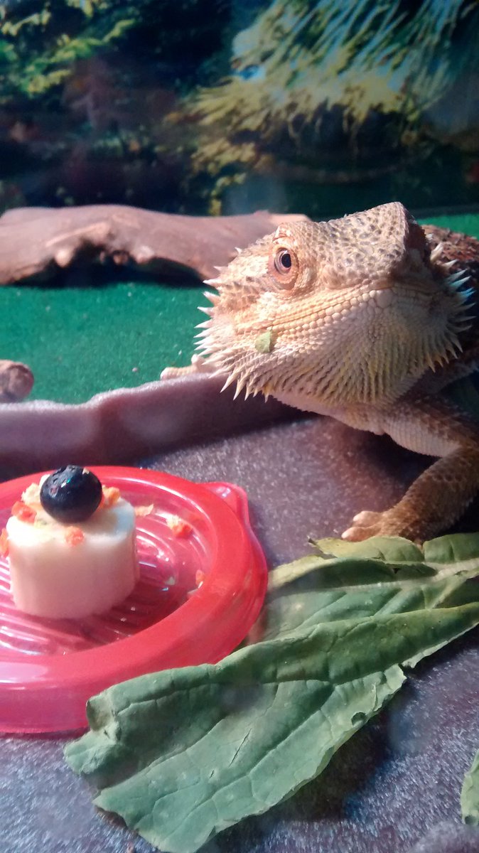 //Yesterday was our bearded dragon's first birthday.