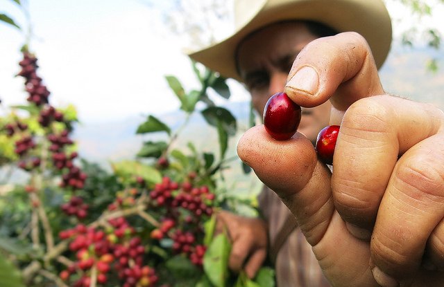 RnfrstAlliance's tweet photo. Sustainable agriculture can help minimize pollution and #GHGemissions on coffee farms: https://t.co/t9nLCeJKJJ https://t.co/sf2ZmGM7cx