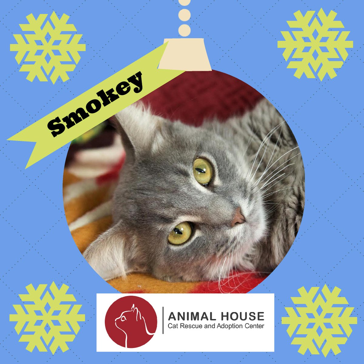 AnimalHouseCats's tweet photo. Look for #PresentsforPaws trees and wreaths around town featuring AH cats! https://t.co/105r2lPY4D