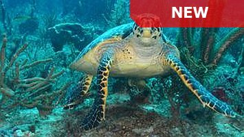 Changing #Seas: Learn how human activities are threatening the health of the seas and its i… bit.ly/1MZPfns