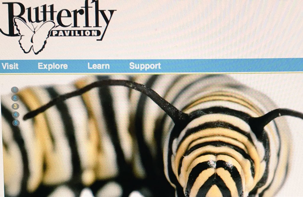 Fun for little kids on a cold winter day.  Dont forget to pet Rosie the tarantula. butterflies.org