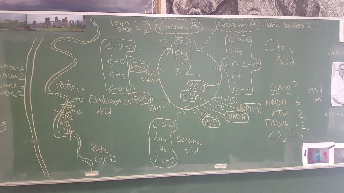 MrP_Bio's tweet image. #Bio30 #chalkrules  Step #3 Krebs Cycle
