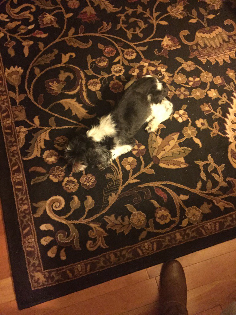 gabanator2012's tweet photo. Sorry Webster!!!! Your family really misses you tonight and I'll see you in heaven buddy
#rip #littlewebster #1130 https://t.co/VJpu6CTqFK
