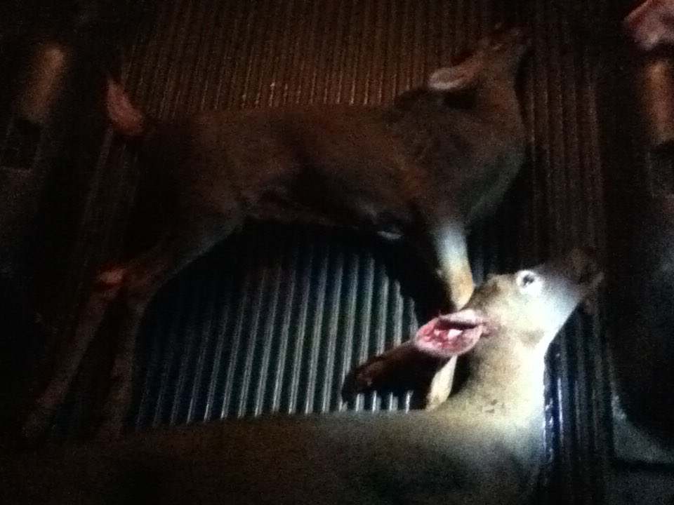CarsonGarner98's tweet photo. @peta negitive two https://t.co/j0LqnTSATQ
