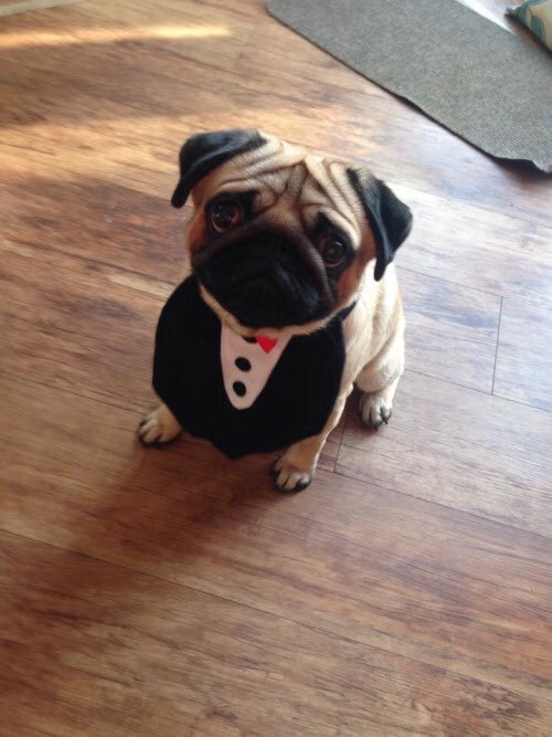 CutestPug's tweet photo. 😍😍😍😍😍 https://t.co/HI2LIdVmAi