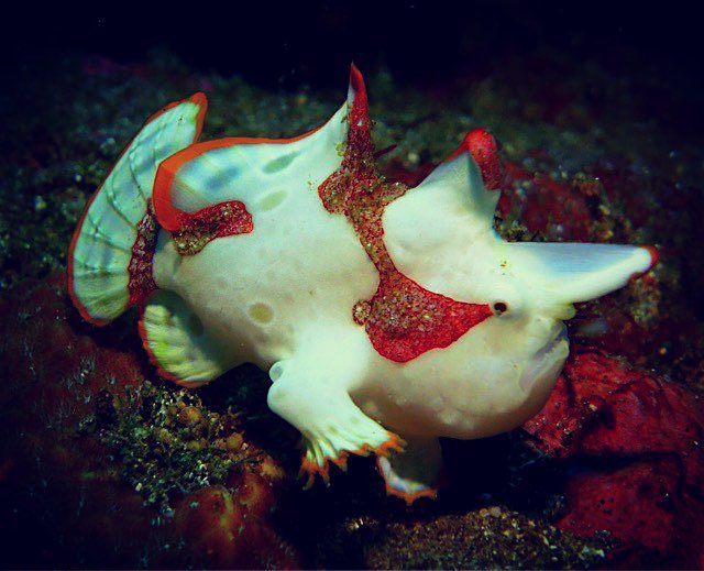 ParadiseCoveStt's tweet photo. iblisbaikhati33 shares: Frogfish #Aan #PADI #fundive #Bali #indonesia #divers #diving #divingbali #underwater #uwph… https://t.co/Y88E5j7saS