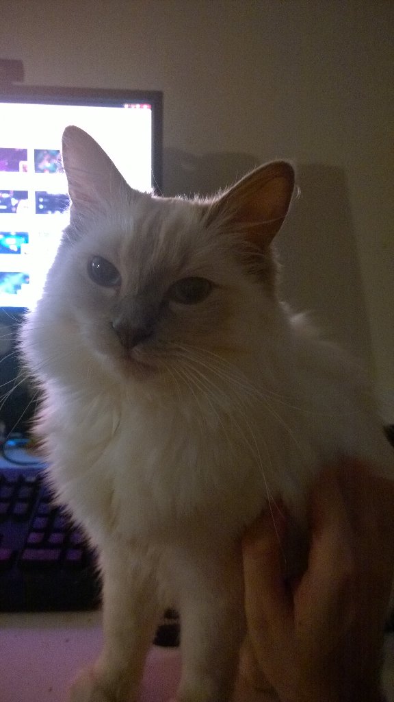 Imaqtpielol's tweet photo. I love this cat 👻 https://t.co/D0uYKjkmNg