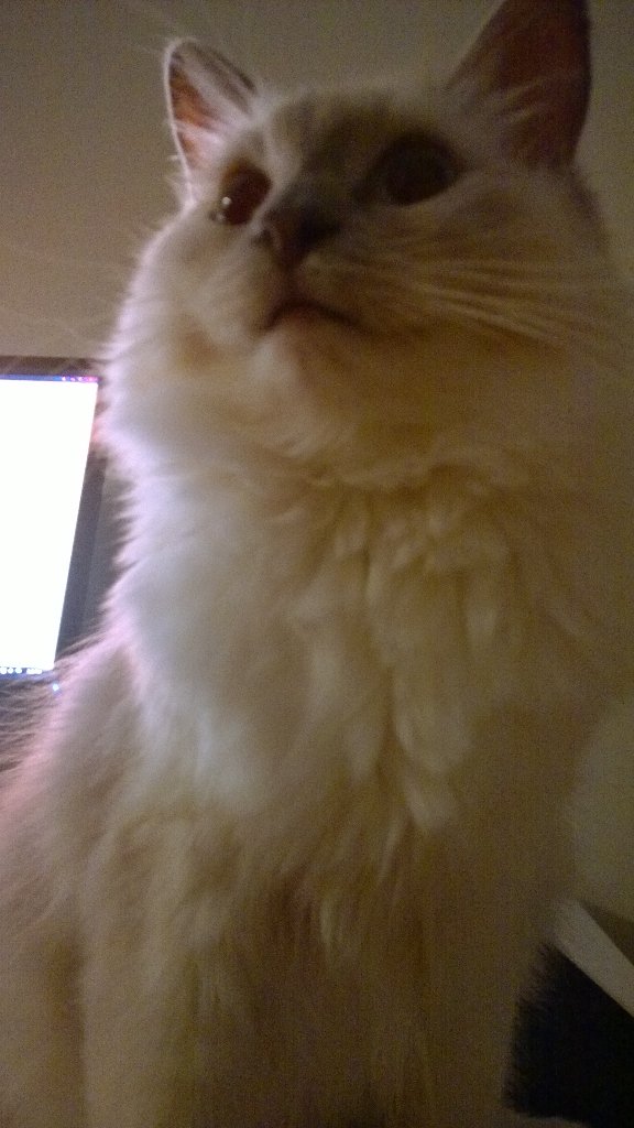 Imaqtpielol's tweet photo. I love this cat 👻 https://t.co/D0uYKjkmNg